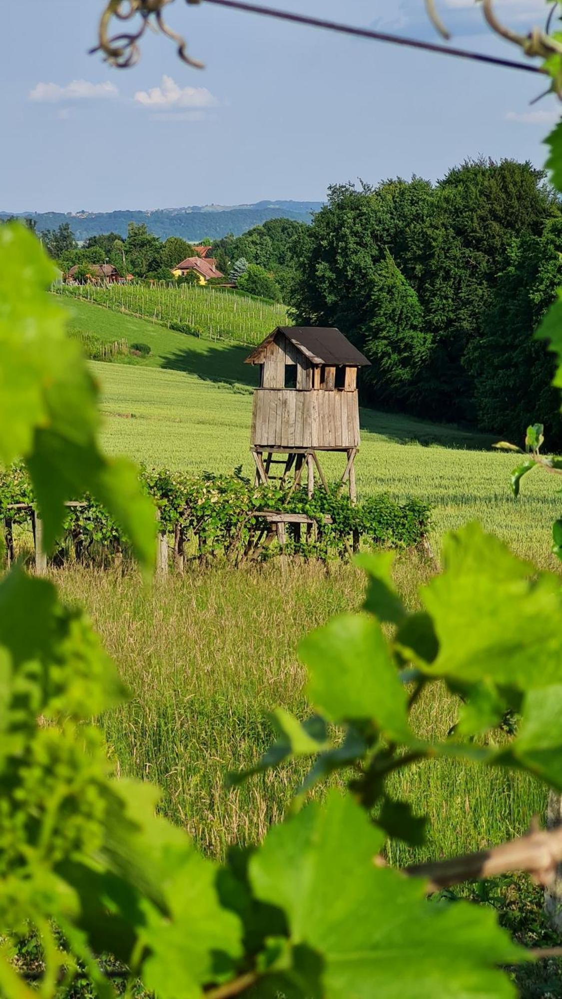 Hisa Nad Vinogradom Villa Птуй Екстериор снимка