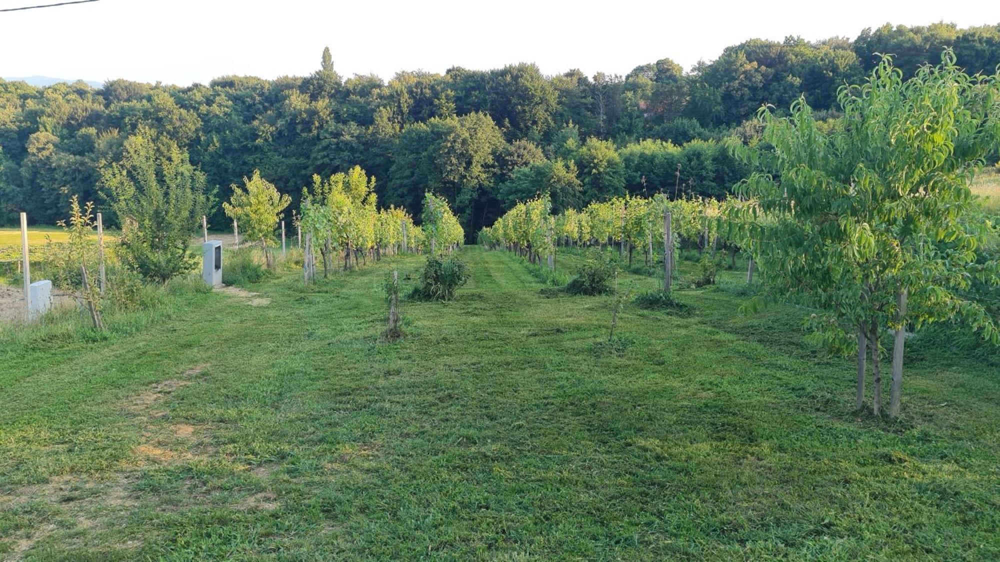 Hisa Nad Vinogradom Villa Птуй Екстериор снимка